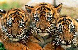 Тигри