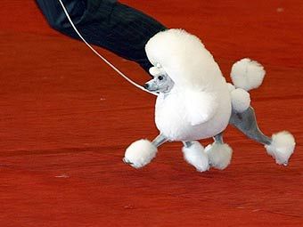 Карликовий французький пудель Смеш (Smash) став переможцем щорічного Світового кінологічного шоу
