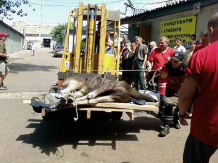 Рятувальники вкололи тварині заспокійливе, аби та не брикалася при евакуації. Фото ”Сєгодня”