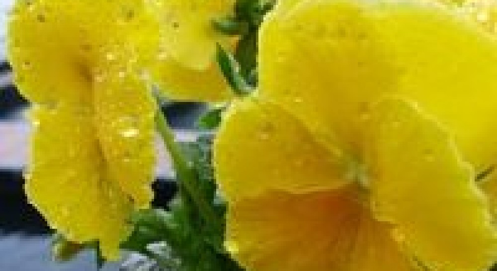 Діймо волею мудрого серця, а не лукавим розумом