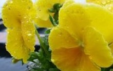 Діймо волею мудрого серця, а не лукавим розумом