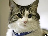 Оскар. Фото АР