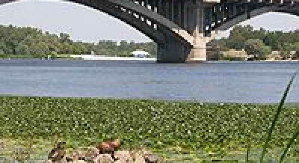 До середины Днепра подать рукой