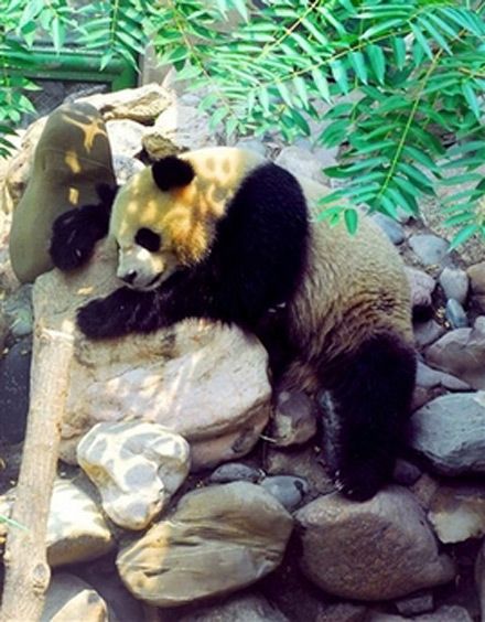 Giant Panda Lan Zai. AP Photo