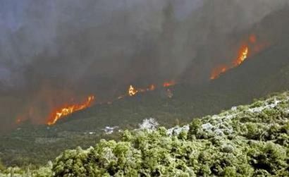 27 человек стали жертвами лесных пожаров в Греции