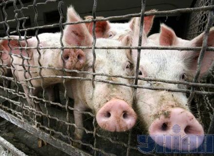 Замість м’яса Януковича Луценко знайшов м’ясо Сталіна (фоторепортаж)