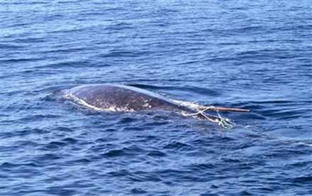 Раненый серый кит с гарпуном. AP Photo