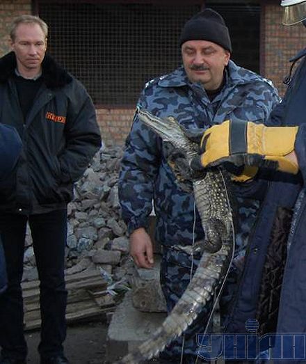 Рятувальники витягли з-під завалів у Дніпропетровську живого крокодила (фото)