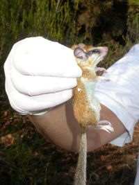 Соня лесная, Dryomys nitedula