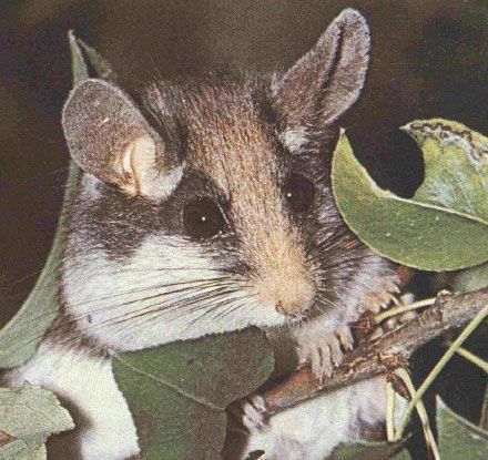 Соня садовая (Eliomys quercinus)