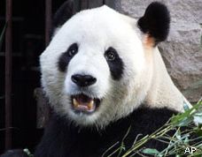 Панда Гу-Гу оставил мальчика без ног 