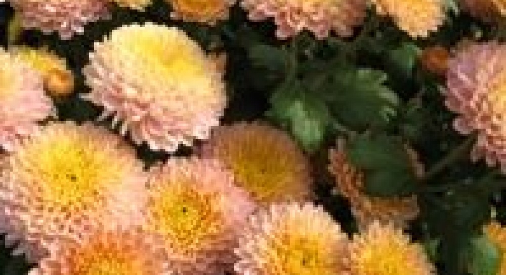 «Осінній бал хризантеми» в Криму (фото)