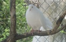 Сімферополь запрошує на Міжнародну виставку голубів