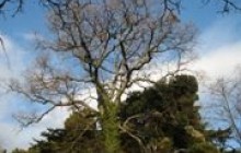 17 жовтня до +17