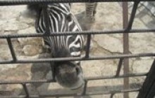 Прокуратура захистила «Казку» 