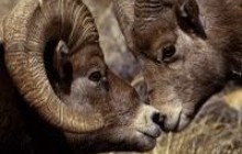 Наодинці з Андруховичем і Процюком, або критичні дні Барана