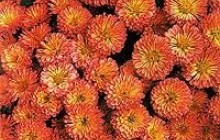 «Майя Плісецька» у Криму
