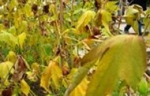 Погода на 25-26 жовтня
