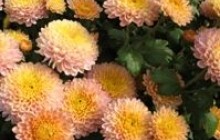 «Осінній бал хризантеми» в Криму (фото)