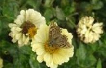 Погода в Криму до середи 