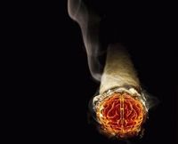 В Амстердамі пройде конкурс на кращий косяк 

