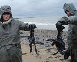 Співробітники служби МНС проводять роботу з утилізації загиблої в результаті забруднення моря мазутом птиці в районі коси Тузла. Крим, 13 листопада 