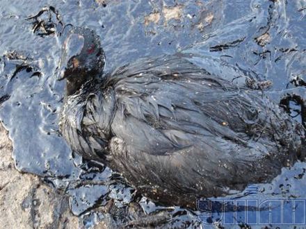 6 тисяч метрів узбережжя Тузли забруднено нафтопродуктами