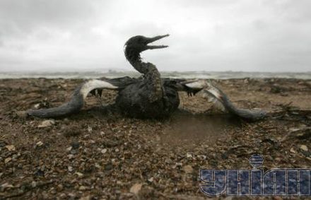 Що російський танкер зробив з Чорним морем (фоторепортаж)