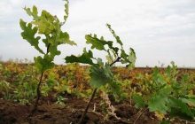 У Криму планують створити тисячу га нових лісових насаджень