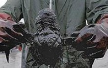 Керченська трагедія (фото)