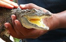 На Азовсталі піймали крокодила, якого півроку шукав Шуфрич