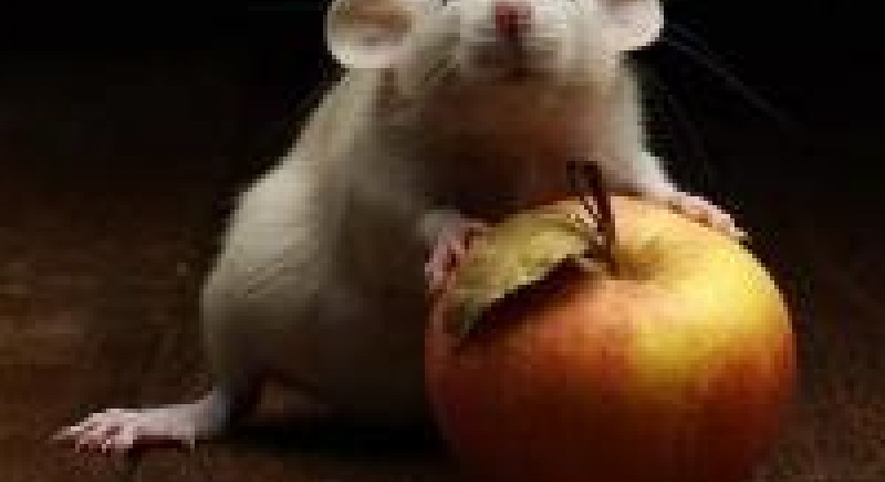 Крым: итоги «крысиного» года