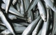 На 7-10 років можна забути про промисловий вилов кільки і хамси в Криму?
