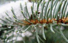 Скільки коштують ялинки для народу?