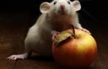 Крым: итоги «крысиного» года