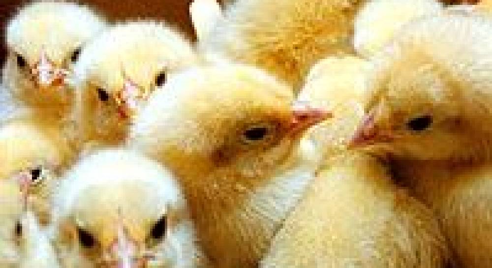 Украина догнала Италию... по уровню теневой экономики