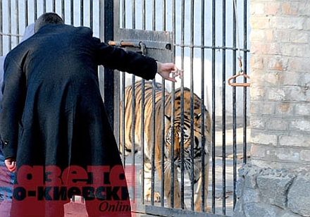 Кильчицкая пообещала назвать реального владельца нелегальных тигров