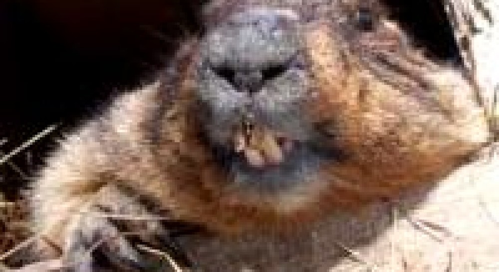 Тимко наобіцяв пізню весну (фоторепортаж)
