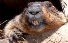 Тимко наобіцяв пізню весну (фоторепортаж)
