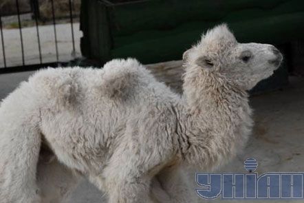 Новорожденный верблюжонок-альбинос в Ялте (фото) 