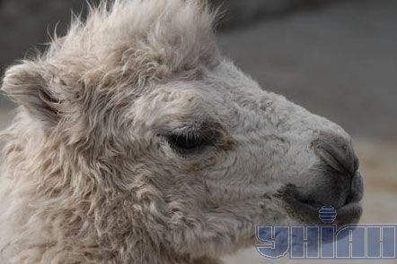 Новорожденный верблюжонок-альбинос в Ялте (фото) 