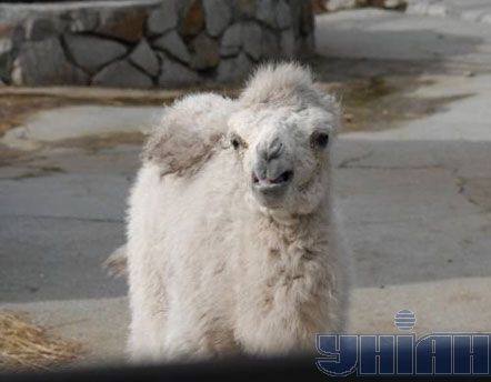 Новорожденный верблюжонок-альбинос в Ялте (фото) 