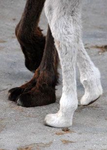 Новорожденный верблюжонок-альбинос в Ялте (фото) 