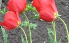 Які подарунки отримають жінки на 8 Березня