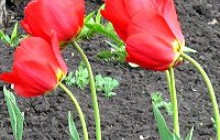 Що жінки мають шанс отримати у подарунок на 8 Березня