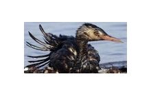 Экологи предупреждают о близкой гибели Азовского моря