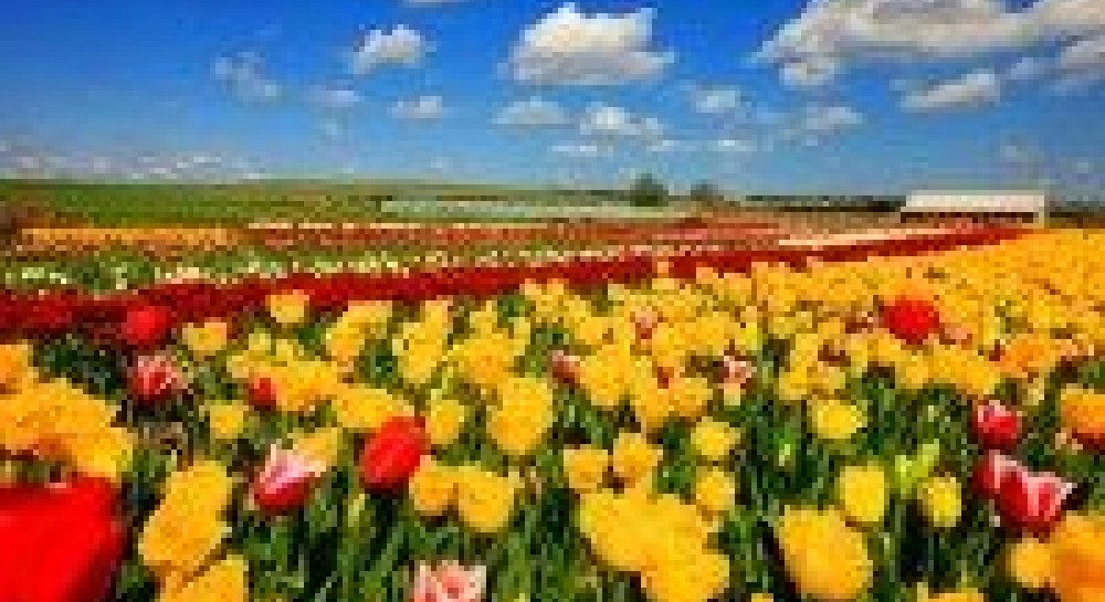 Кримська Голландія в цвіту (фото)