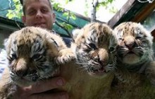 Власник сафарі-парку заявляє, що землю отримав законно