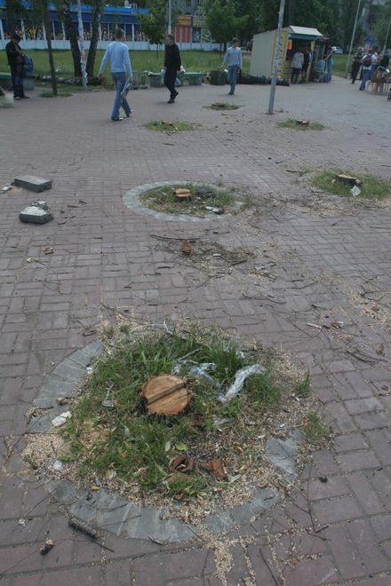 Наша пісня гарна, нова..? - На дрова пішов березовий сквер на Дарниці