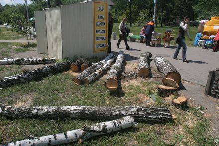 Наша пісня гарна, нова..? - На дрова пішов березовий сквер на Дарниці